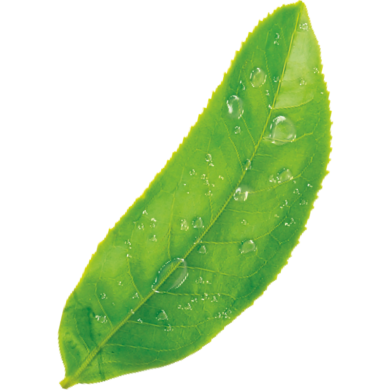 Tea leaf decoration image